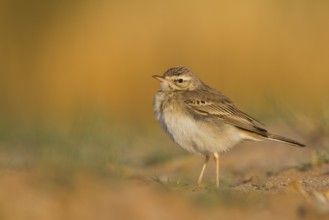 Tawny Pipit - Brachpieper - Anthus campestris, Oman