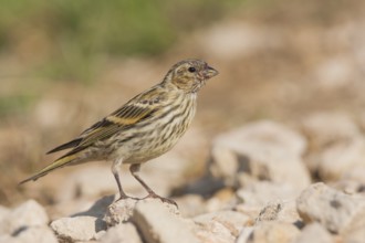 Serin - Girlitz - Serinus serinus, Croatia, juvenile
