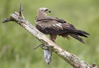 Black Kite (Milvus migrans) juvenile, Mecklenburg-Western Pomerania, Germany