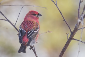 Pine Grosbeak - Hakengimpel - Pinicola enucleator, Finland, adult male