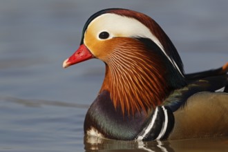 Mandarin Duck (Aix galericulata) male, Baden-Wuerttemberg, Germany