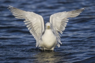 European Herring Gull (Larus argentatus), Nord-Trondelag, Norway
