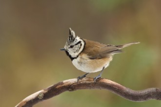 European Crested Tit (Lophophanes cristatus), Utrecht, Netherlands