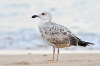 Mediterranean Gull (Larus michahellis) standing on the beach, immatur, Algarve, Portugal