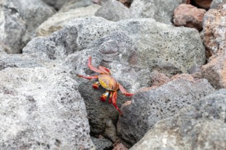 Red rock crab (Grapsus grapsus), Santa Cruz, Galapagos, Ecuador