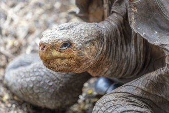 Giant tortoise (Chelonoidis nigra), Santa Cruz, Galapagos, Ecuador