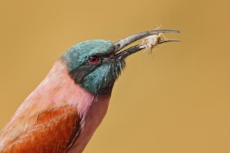 Bee-eater with catch in the bill. Portrait of pink Northern Carmine Bee-eater, Botswana. Detail