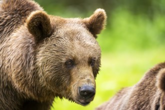 Brown bear (Ursus arctos) portrait, Bavaria, Germany