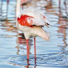 Pink flamingo (Phoenicopterus roseus), standing in a pond, plumage, Pont de Gau Bird Park,