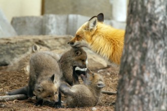 Red fox (vulpes vulpes), fox playing with cubs, Province of Quebec, Canada, North America