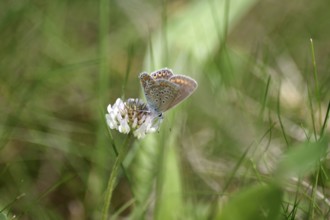 Blue butterfly (Polyommatus icarus), female, clover, meadow, The blue butterfly is sitting on a