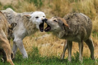 Two wolves in aggressive behaviour in a meadow, Timberwolf, wolf, American wolf, (Canis lupus