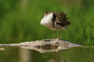 A bird with fluffed up plumage stands at the edge of a body of water with a green background, ruff
