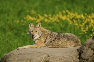 A smiling coyote sits on a rock surrounded by green vegetation and yellow flowers, Coyote (Canis