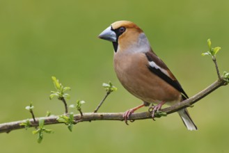 Hawfinch (Coccothraustes coccothraustes), Berlin, Germany