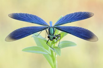 Helicopter... Blue-winged damselfly (Calopteryx virgo), male, beautiful, metallic blue green