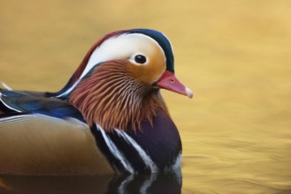Precious... Mandarin duck (Aix galericulata), male, drake in splendour, most beautiful duck,