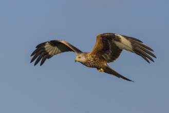 Red Kite (Milvus milvus) flying, Wales, United Kingdom