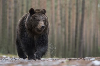 European brown bear (Ursus (genus) arctos) runs with a critical look directly towards the