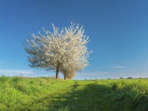 Landscape with green fields and blossoming cherry trees along a country lane in spring, Bad Bibra,