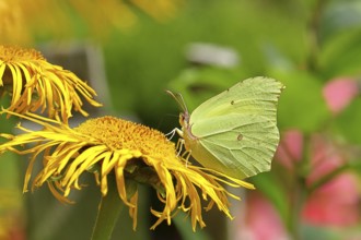 Lemon butterfly (Gonepteryx rhamny) on a yellow flower of a Great Telekie (Telekia speciosa),