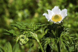 Alpine pasque flower (Pulsatilla alpina), also known as Alpine anemone, Oberstdorf, Oberallgäu,