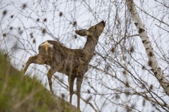 Roe deer (Capreolus capreoöus) Germany