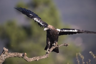Iberian Eagle (Aquila adalberti), Spanish imperial eagle, Extremadura, Castilla La Mancha, Spain