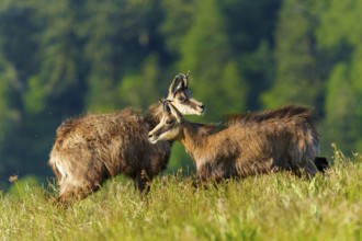 Two chamois standing next to each other on a green meadow with forest background, marsh harrier
