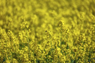 Bönen, North Rhine-Westphalia, Germany - Yellow rape field in bloom