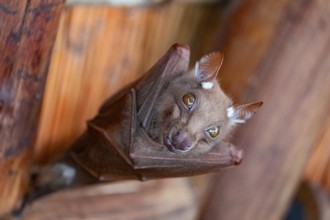 Funny bat, looks angry, conspiratorial, Kruger National Park, South Africa