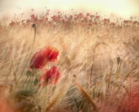 Red poppy (Papaver) blooming in barley field with dew drops, morning light and morning mist,