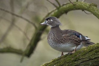In the tree... Brown duck (Aix sponsa), female, very pretty duck species, not actually native to