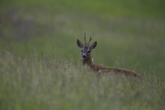 Roe deer (Capreolus capreoöus) Buck Germany