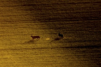 European brown hare (Lepus europaeus) silhouette of two adult animals running in a farmland field