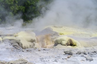 Yellowish sulphur deposits on volcanic formations with rising steam, Te Puia, Whakarewarewa,