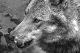 Portrait of wolf (Lupus), wildlife park, Bavaria, Germany