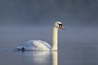 Mute swan (Cygnus olor), swimming in the morning light on the Flachsee, nature reserve, Reusstal,