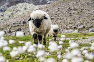 Two Valais Blacknose sheep (Ovis gmelini aries), in meadow with flowering white cotton grass, high