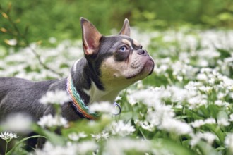 Lilac orange tan French Bulldog dog between white wild garlic flowers in forest