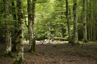 Forest in Ordesa y Monte Perdido National Park, Spain