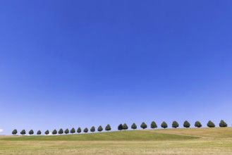 Landscape near Waldenbuch. Tree avenue with blue sky in summer. Baden-Württemberg, Germany