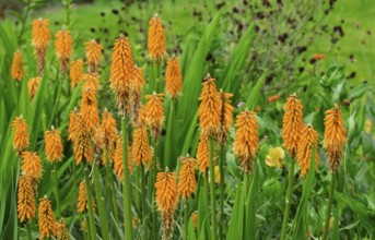 Torch lily (Kniphofia), also known as rocket flower, Netherlands
