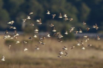Kentish Plover (Charadrius alexandrinus) group flying, Mallorca, Spain