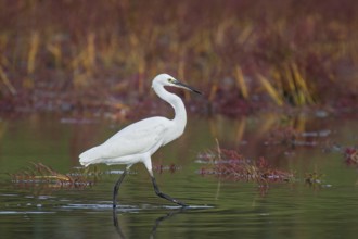 Little Egret (Egretta garzetta) foraging, Croatia