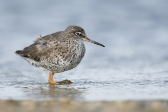 Common Redshank (Tringa totanus) standing in shallow water, Schleswig-Holstein, Germany