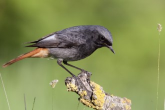 Black Redstart (Phoenicurus ochruros) male, St. Gallen, Switzerland