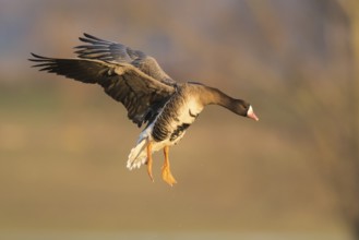 Greater White-fronted Goose (Anser albifrons) landing, North Rhine-Westphalia, Germany