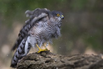 Eurasian Sparrowhawk (Accipiter nisus) shaking feathers, Subotica, Serbia