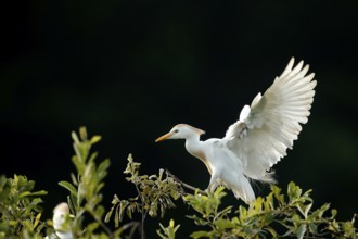 Western Cattle Egret (Bubulcus ibis), Lombardy, Italy